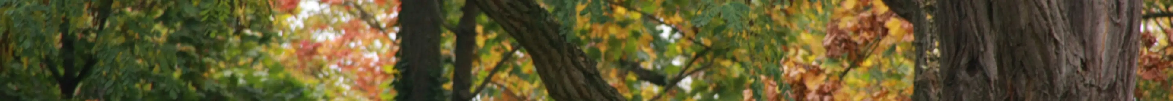 Headerbanner